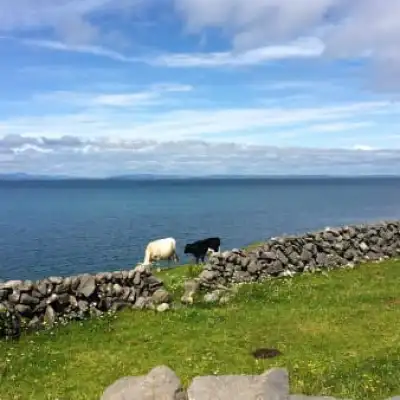 a herd of sheep standing next to a body of water