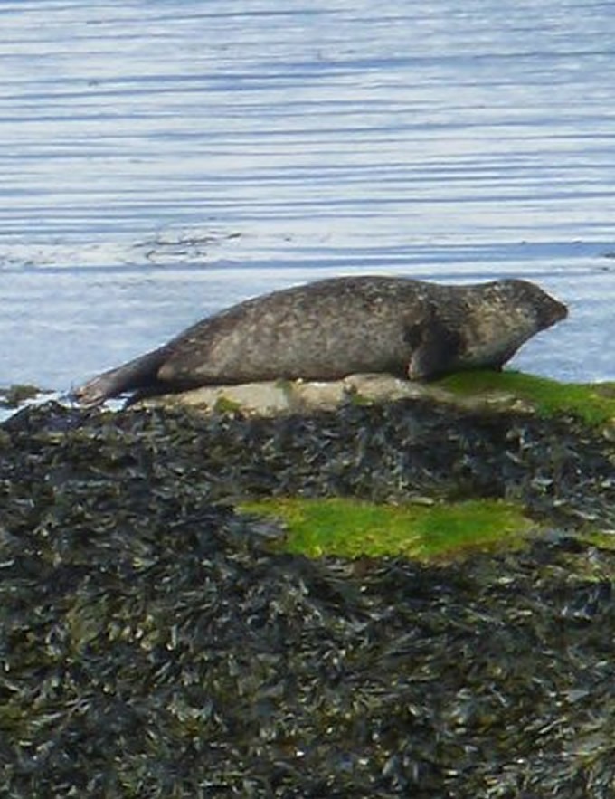 download (12) a seal lying on the ground next to a body of water