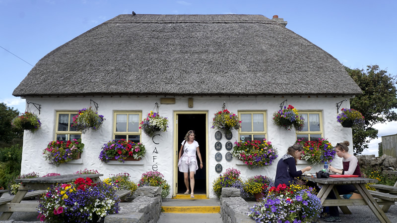 a close up of a flower garden in front of a house