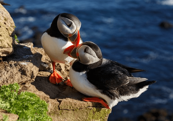 a bird standing on a rock next to a body of water