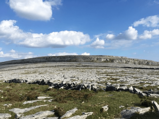 a herd of sheep standing on a rocky beach